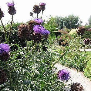 Foto van de desbetreffende plant
